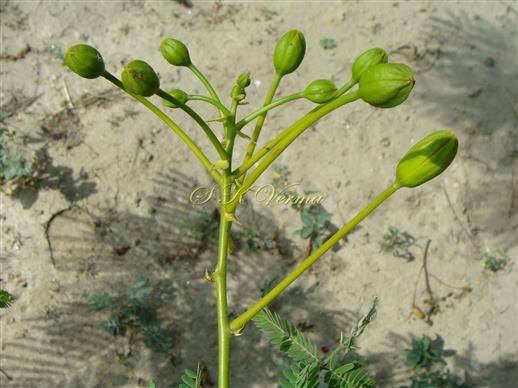  Inflorescence